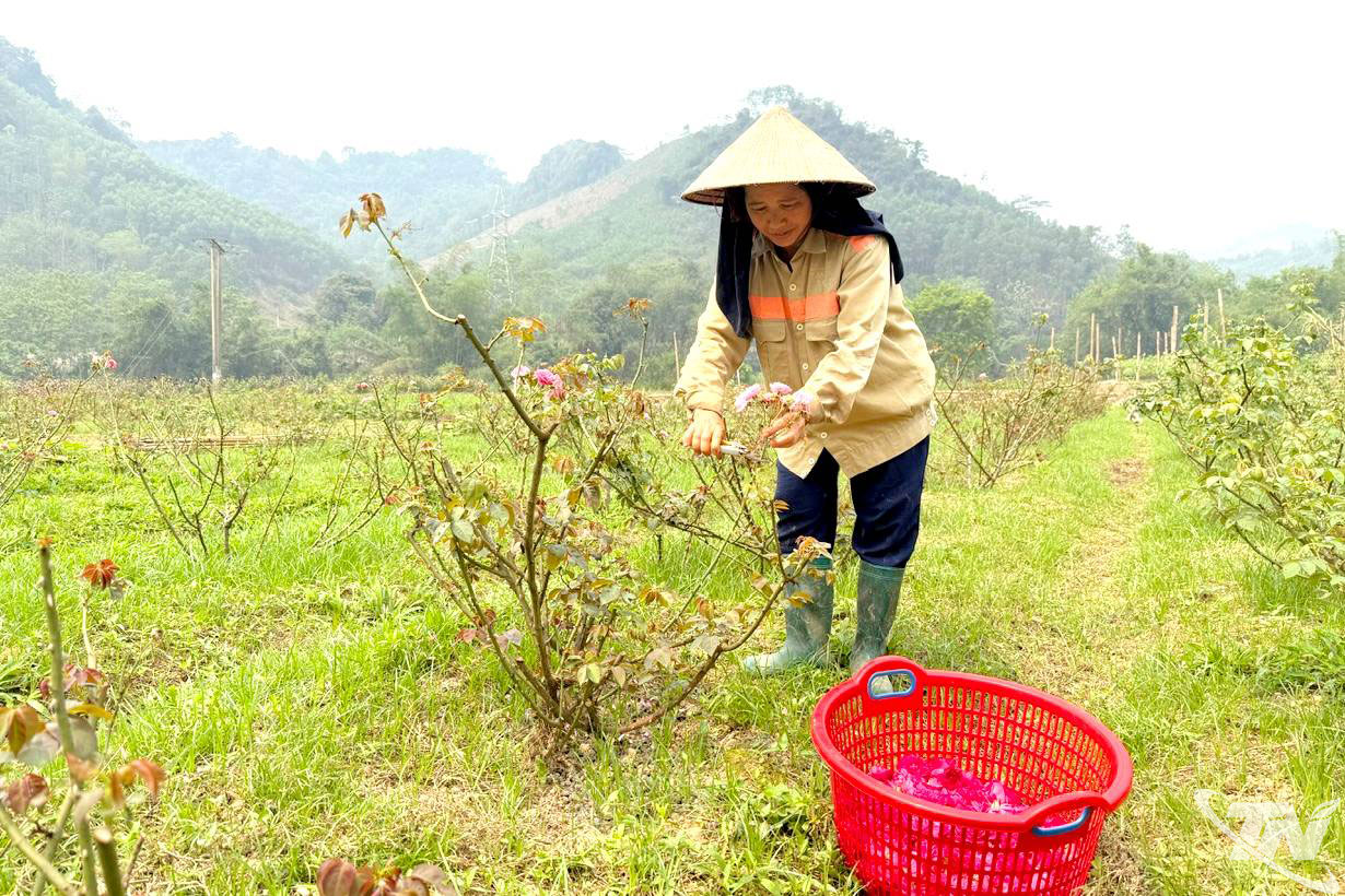 Thành viên Hợp tác xã Trà Hạnh phúc thu hoạch bông hoa hồng.