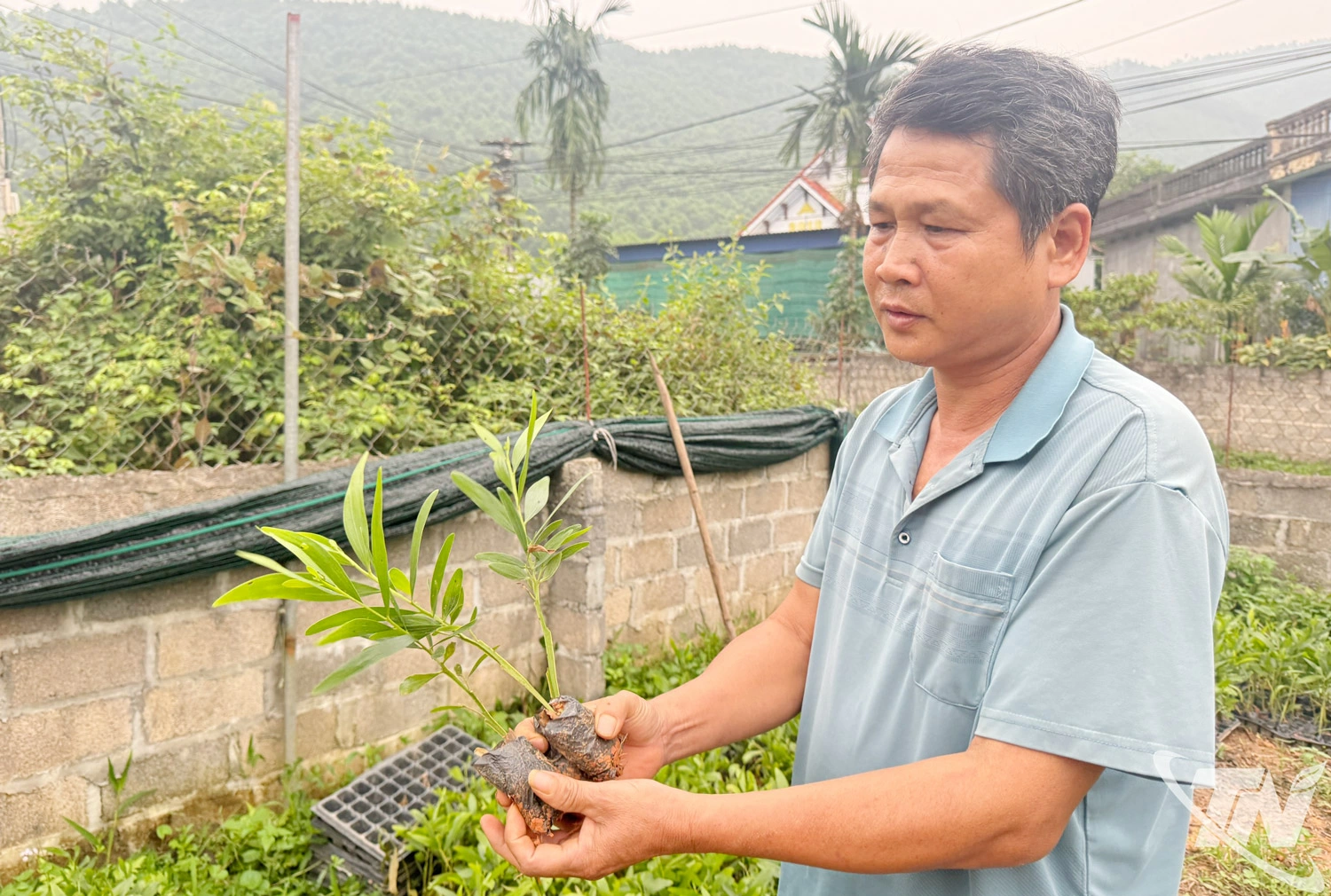 Anh Nguyễn Văn Tỉnh giới thiệu về giống keo BV16 phù hợp với điều kiện 
thổ nhưỡng ở địa phương.
