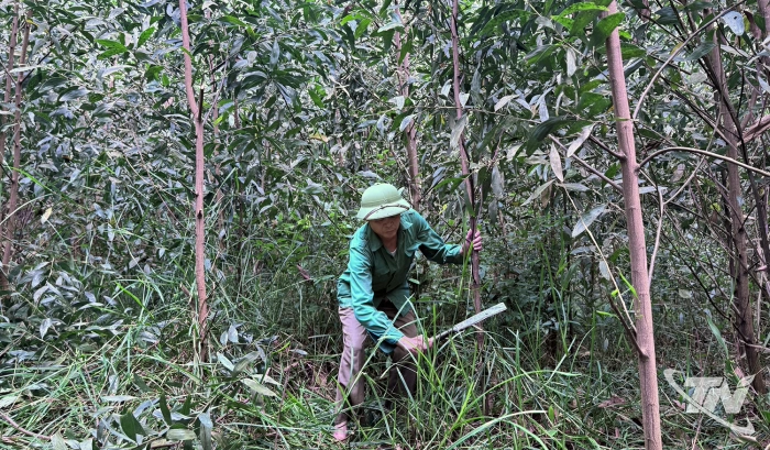 Tăng cường phòng chống cháy rừng trong mùa xử lý thực bì