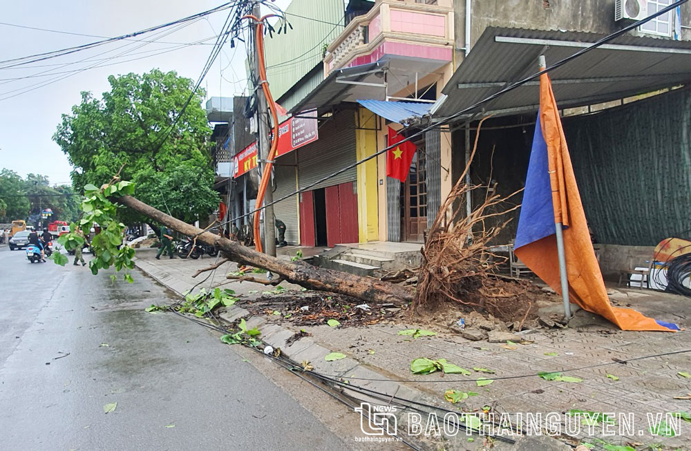 Mưa dông làm đổ cây trên tuyến Quốc lộ 1B, đoạn qua phường Đồng Bẩm, TP. Thái Nguyên.