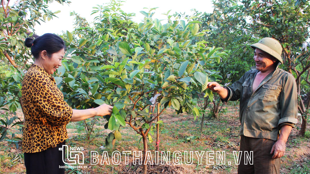 Được tham gia học nghề nên các kiến thức về chăm sóc cây trồng được chị Nguyễn Thị Huệ, xóm Thanh Chử, xã Linh Sơn (TP. Thái Nguyên) nắm rất chắc, áp dụng vào phát triển kinh tế của gia đình.