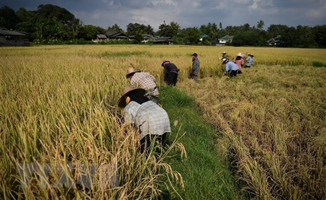 Nông dân thu hoạch lúa trên cánh đồng tại tỉnh Chiang Mai, Thái Lan. (Ảnh: AFP/TTXVN)