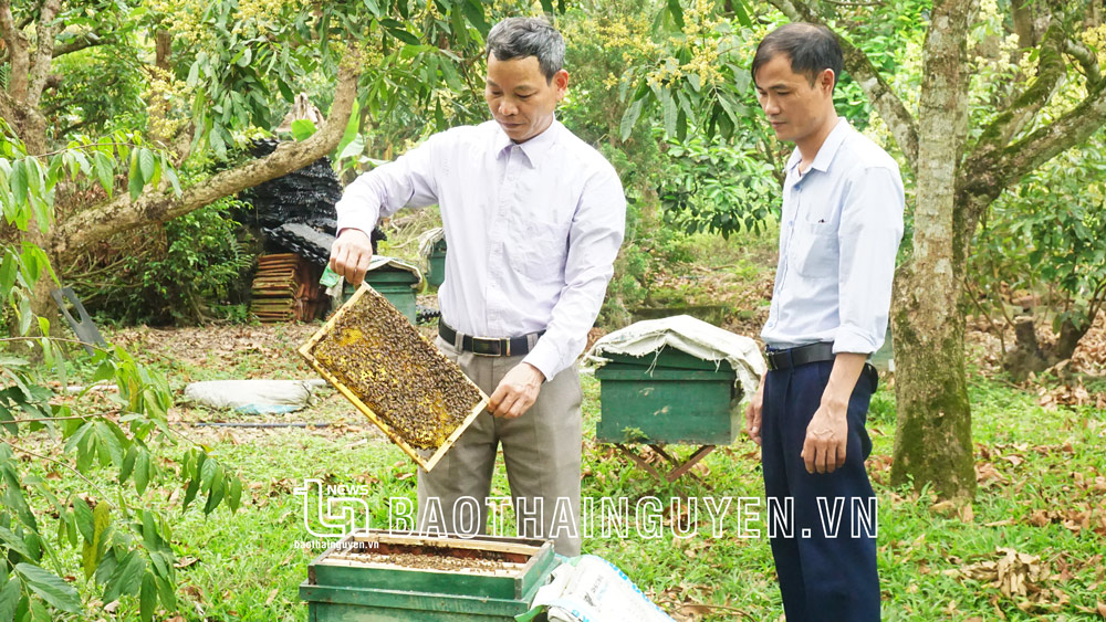 Thành viên Tổ hợp tác nuôi ong mật Đông Tam Đảo, xã Phúc Thuận (TP. Phổ Yên) kiểm tra đàn ong mật.