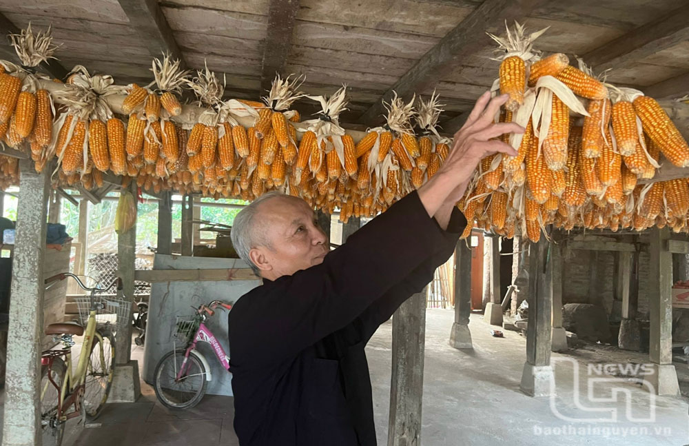 Ở tuổi 70, ông Hoàng Văn Toòng (người có uy tín ở xóm Tân Đô, xã Hòa Bình, Đồng Hỷ) vẫn tích cực tham gia phát triển kinh tế gia đình.