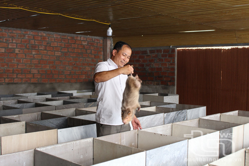 Ngoài chăn nuôi lợn thương phẩm, gia đình anh Nguyễn Văn Hà (ở xóm Đặt, xã Thành Công, TP. Phổ Yên) còn chăn nuôi dúi để tăng thu nhập.