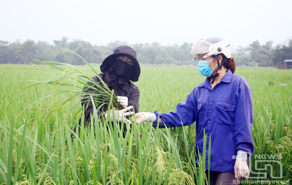 Cán bộ Chi cục Trồng trọt và Bảo vệ thực vật tỉnh kiểm tra tình hình sâu bệnh trên cây lúa tại xã An Khánh (Đại Từ) để kịp thời hướng dẫn người dân cách phòng trừ.