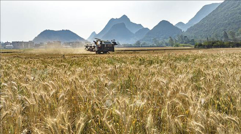 Thu hoạch lúa mì trên cánh đồng ở tỉnh Vân Nam, Trung Quốc, ngày 4/4/2024. Ảnh: THX/TTXVN