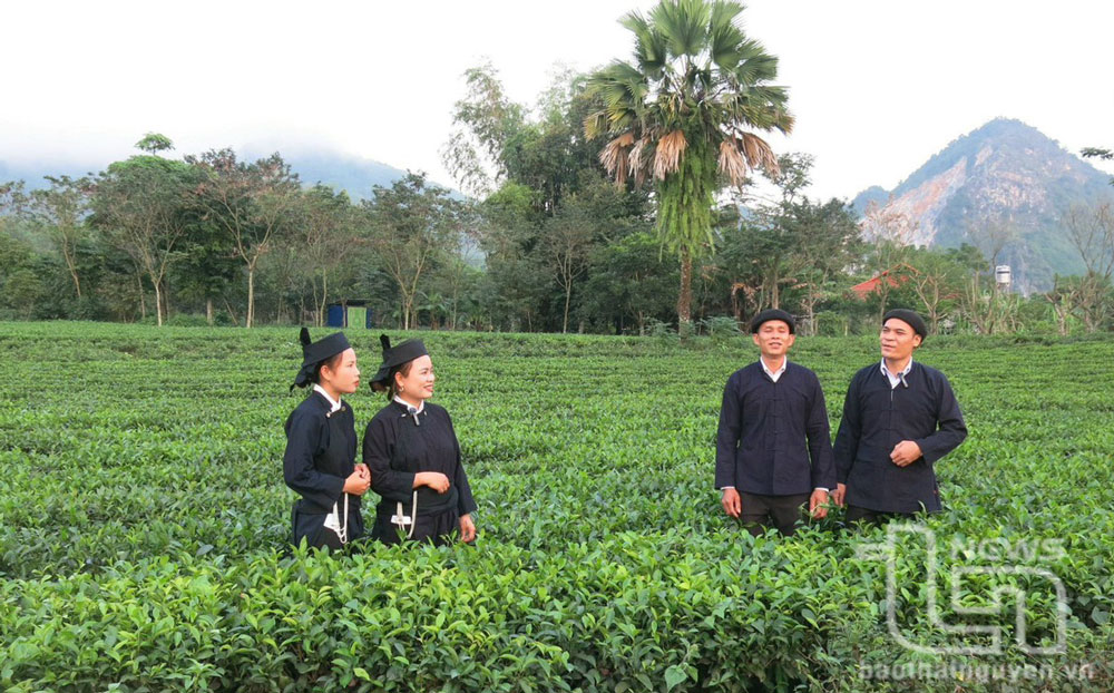 Xã Hòa Bình có 5 làng nghề chè được công nhận.