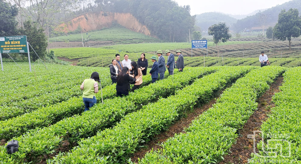 规划太原省与莱州、富寿、安沛、宣光、河江等省成为茶叶加工产业集群。