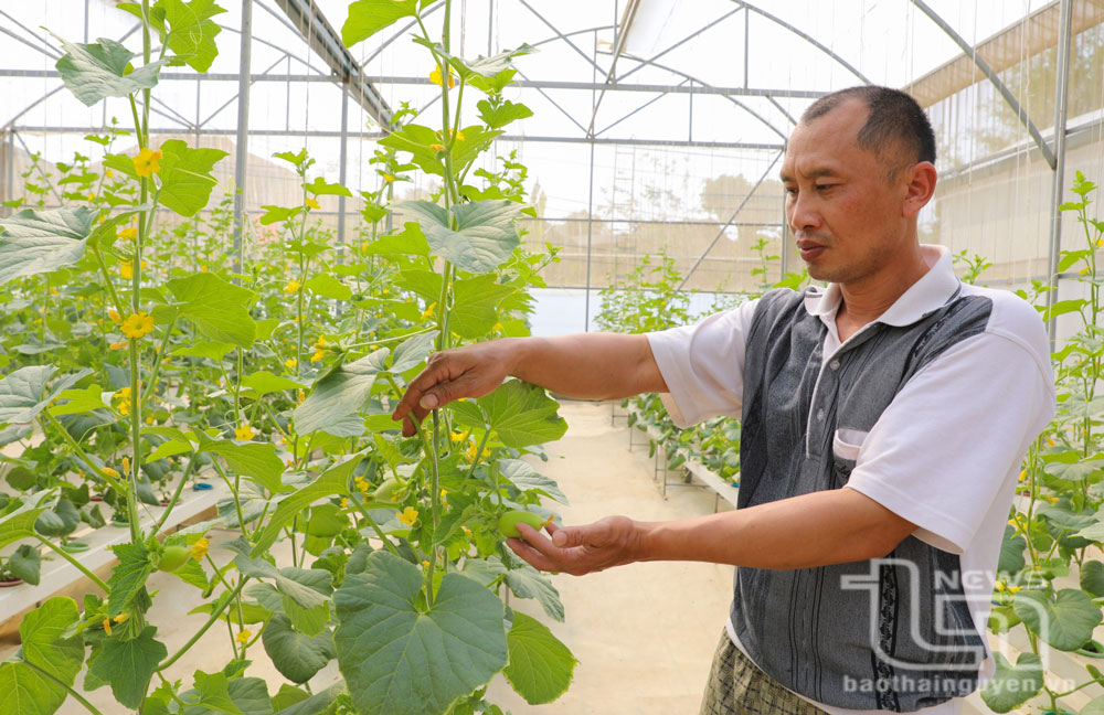 Một mô hình trồng dưa lưới trong nhà kính cho thu nhập cao của người dân phường Him Lam.