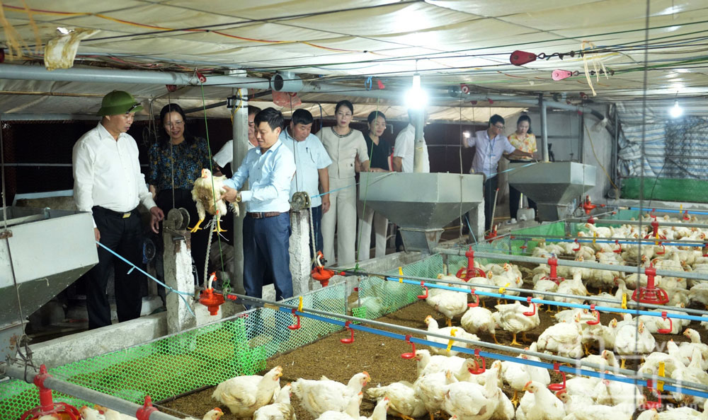 Trang trại chăn nuôi gà của gia đình anh Dương Quốc Huy, xóm Bá Vân 2, xã Bình Sơn.