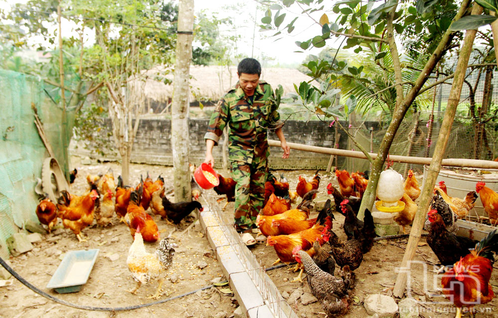 Nhờ liên kết với HTX Chăn nuôi và dịch vụ tổng hợp Phú Lương, mô hình chăn nuôi gà Tiên Yên của gia đình anh Lã Quang Huy ( ở xóm Đồng Chợ, xã Phủ Lý, Phú Lương) cho thu nhập 120-150 triệu đồng/năm.