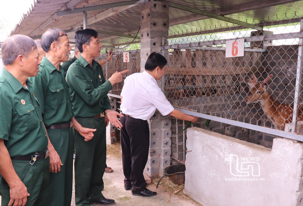 HTX nuôi hươu Hội CCB Trọng Hùng cung cấp hươu giống, hươu thịt cho thị trường trong và ngoài tỉnh.