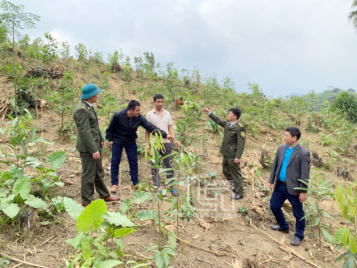 Cán bộ Kiểm lâm huyện Định Hóa kiểm tra, hướng dẫn người dân trồng vào chăm sóc quế.