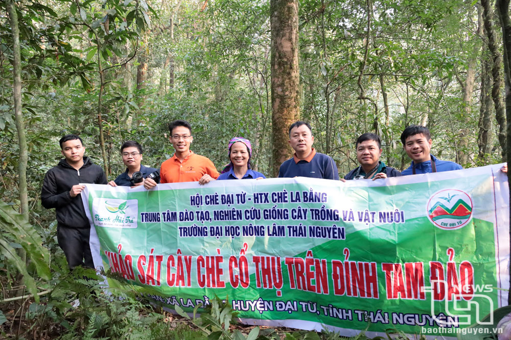 Đoàn khảo sát chụp ảnh bên gốc cây chè cổ núi Tam Đảo thuộc địa phận xã La Bằng.