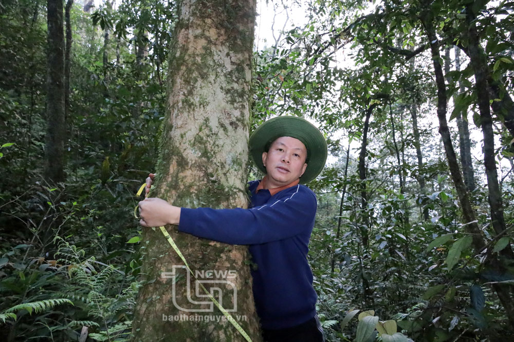 Vỏ cây chè cổ trên núi Tam Đảo màu đỏ hồng. Trong ảnh: PGS. TS Hà Duy Trường bên gốc chè cổ.