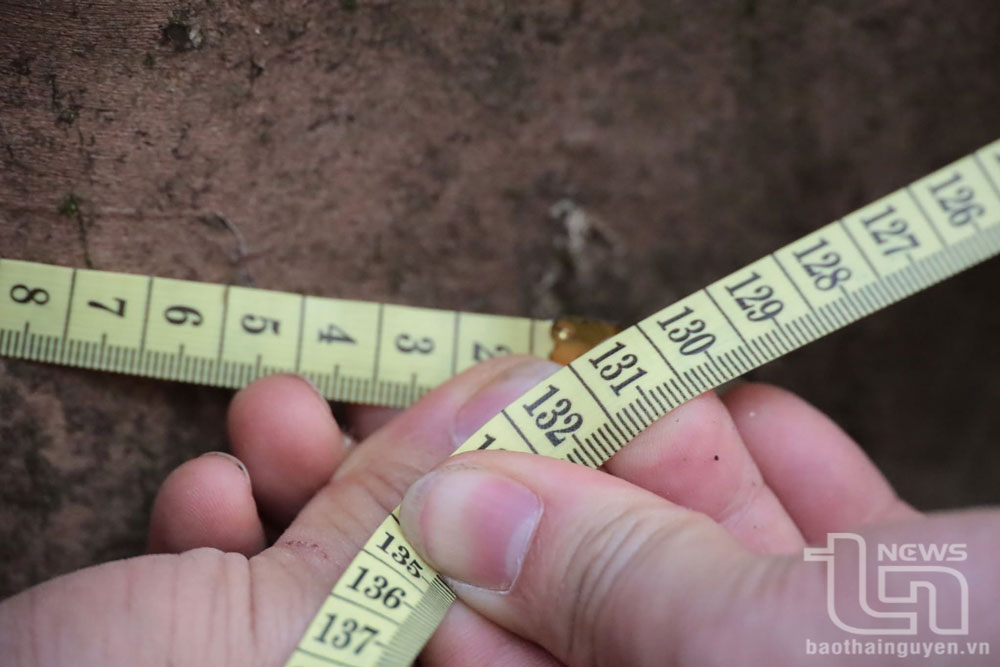 Tại đây, Đoàn khảo sát phát hiện ra gần 20 cây chè cổ, có tuổi đời hàng trăm năm; chu vi gốc từ 80-150cm, cao từ 15-25m.