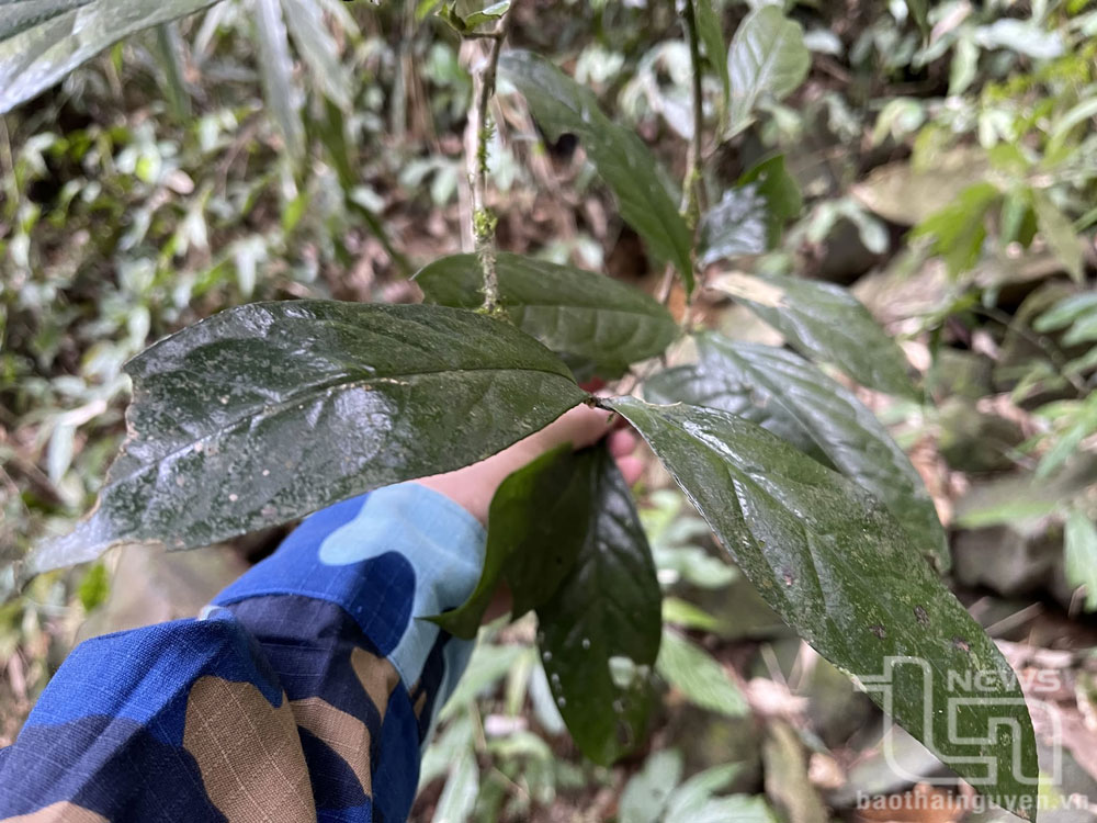 Mọc trên đỉnh núi cao, mây ngàn bao phủ quanh năm, lá chè cổ đỉnh núi Tam Đảo có màu xanh thẫm, bản dày và có răng cưa chìm.