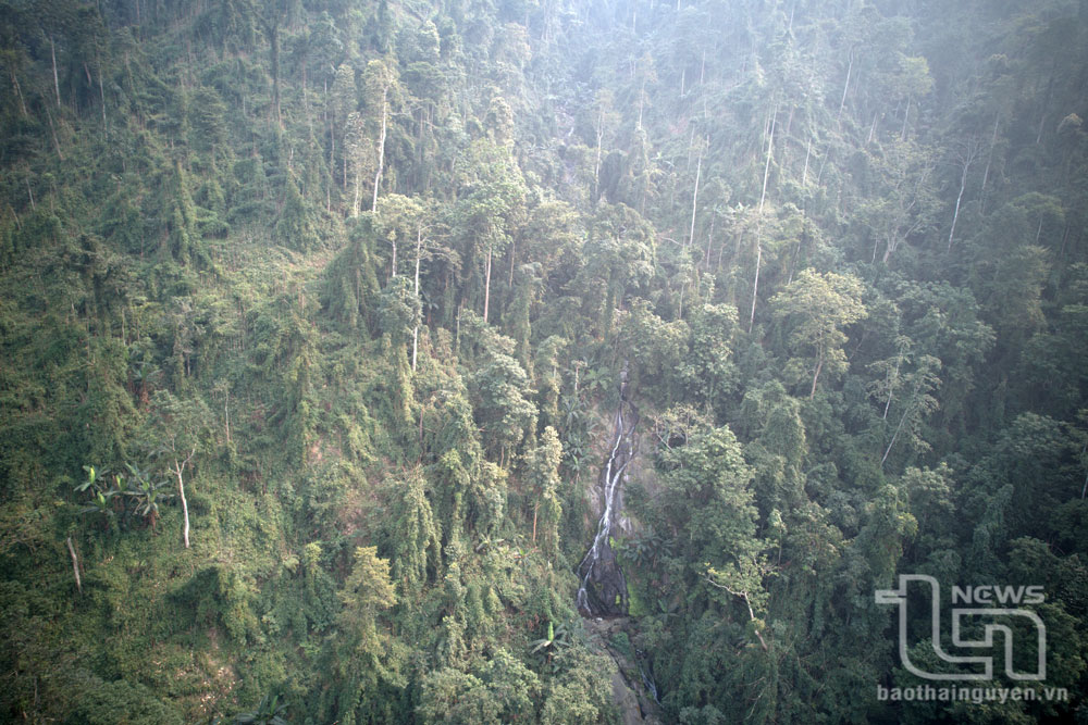 Việc phát hiện ra quần thể nhiều cây chè cổ trên đỉnh núi Tam Đảo sẽ mở ra nhiều hướng nghiên cứu về nguồn gốc cây chè Thái Nguyên, đồng thời có thể nghiên cứu phát triển các tour du lịch khám phá, trải nghiệm đầy hấp dẫn.