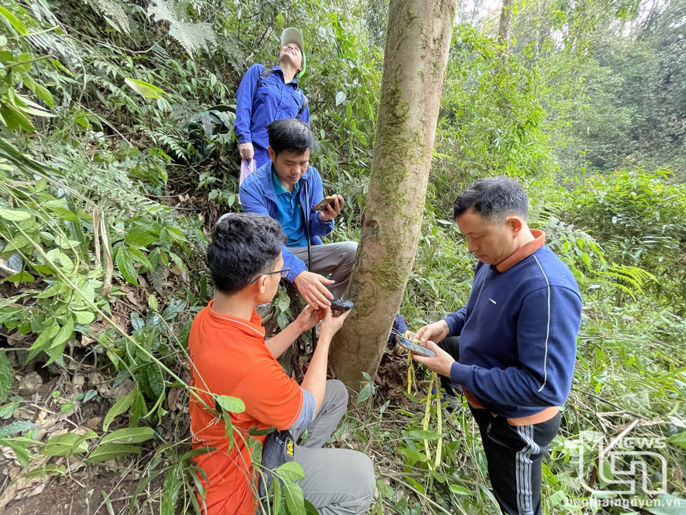 Khu vực phát hiện cây chè cổ nằm ở độ cao hơn 1.300m so với mực nước biển, thuộc địa phận xã La Bằng, huyện Đại Từ, tỉnh Thái Nguyên.