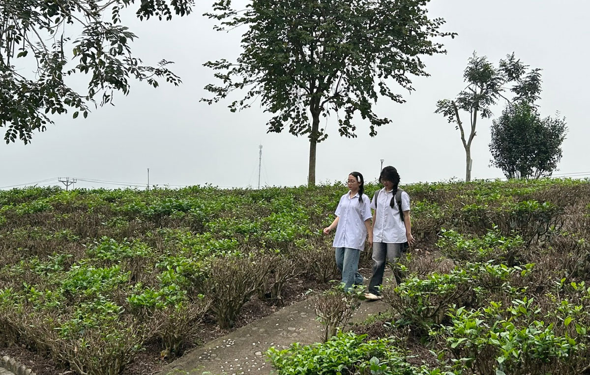Học sinh trải nghiệm vùng chè Tân Cương (Thái Nguyên).