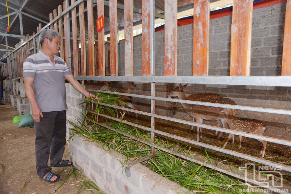 Gia đình ông Ma Văn Hà đang duy trì nuôi 25 con hươu để khai thác nhung và bán hươu con.