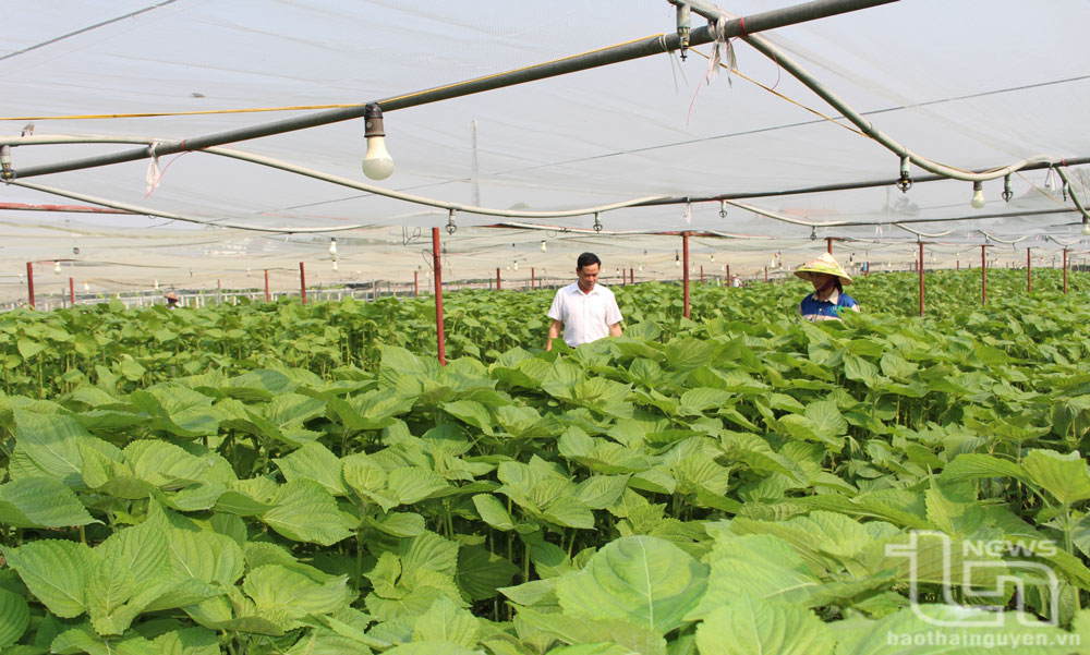 Người dân phường Đông Cao (TP. Phổ Yên) quan tâm lắp đặt hệ thống nhà lưới, hệ thống tưới nước tiết kiệm để nâng cao năng suất, giá trị cây trồng. Ảnh: T.L