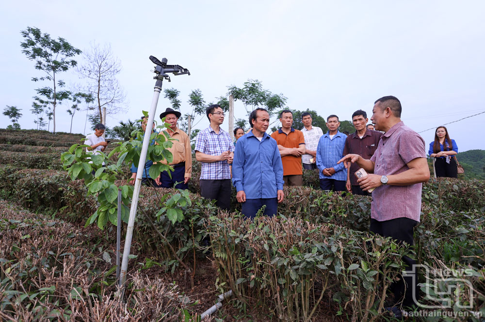 Đại diện Hợp tác xã chè Khe Cốc, xã Tức Tranh (Phú Lương) chia sẻ kinh nghiệm phát triển mô hình chè đặc sản với các đại biểu người có uy tín trong cộng đồng dân tộc thiểu số. huyện Võ Nhai.