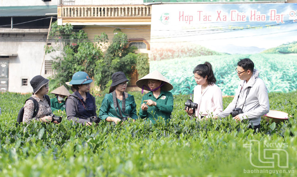 Các nhà báo Thái Nguyên tác nghiệp tại vùng chè Tân Cương (TP. Thái Nguyên).
