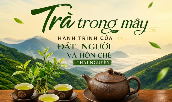 'Trà trong mây' - Hành trình đánh thức tinh hoa chè Thái Nguyên