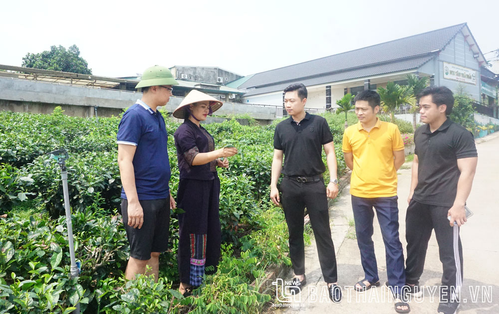 Du khách đến từ tỉnh Thanh Hóa tham quan, trải nghiệm tại HTX Tâm Trà Thái, xã Tân Cương (TP. Thái Nguyên).