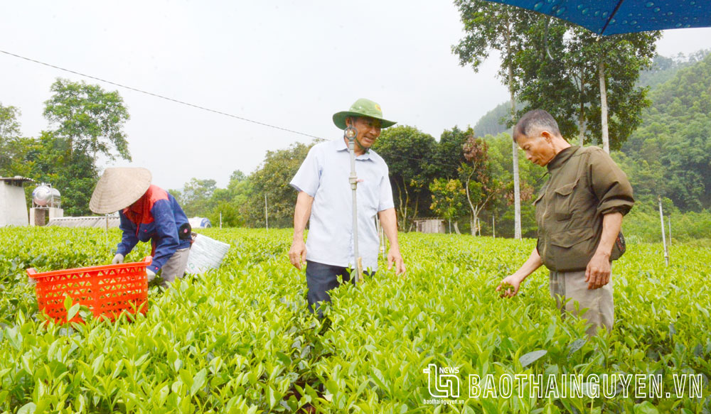 Ông Nguyễn Đình Phòng (đứng giữa), Bí thư Chi bộ xóm Nhâu, xã Liên Minh, Võ Nhai, luôn quan tâm nắm bắt tâm tư, nguyện vọng và động viên người dân phát triển kinh tế.