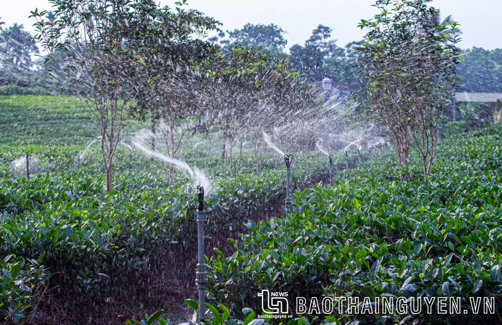 Hệ thống tưới tự động giúp cây chè luôn được cung cấp đủ nước, phát triển xanh tốt.