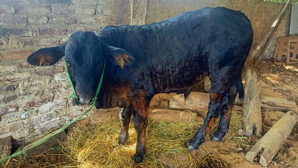 Con bò của hộ ông Kiều Văn Cảnh, ở tổ dân phố Ga, phường Lương Sơn, bị phát hiện mắc viêm da nổi cục, đang được cách ly, chăm sóc và điều trị.