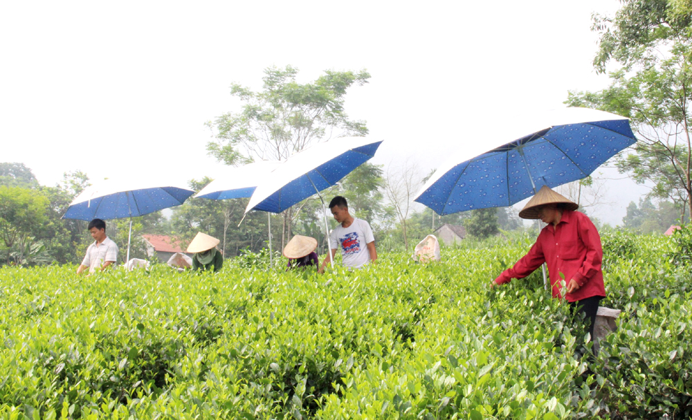 Từ cây chè, nhiều hộ dân ở xã Hoàng Nông (Đại Từ) đã vươn lên thoát nghèo, có thu nhập ổn định.