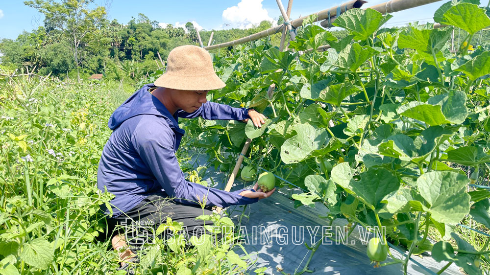 Phát triển nông nghiệp hữu cơ Mở hướng mới cho nông nghiệp Việt Nam