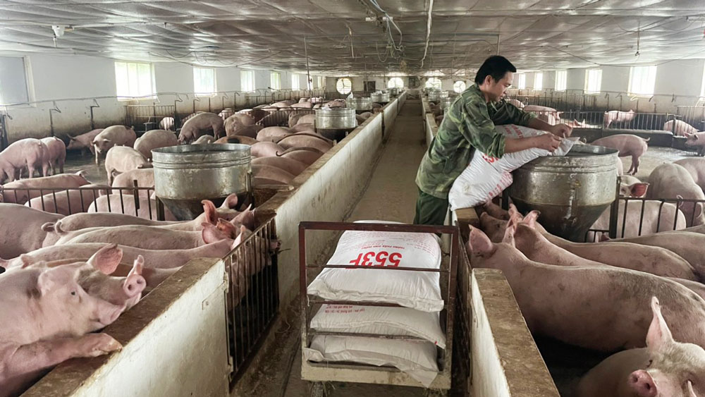 Một trang trại chăn nuôi lợn của Công ty CP Chăn nuôi CP Việt Nam - Chi nhánh Thái Nguyên.