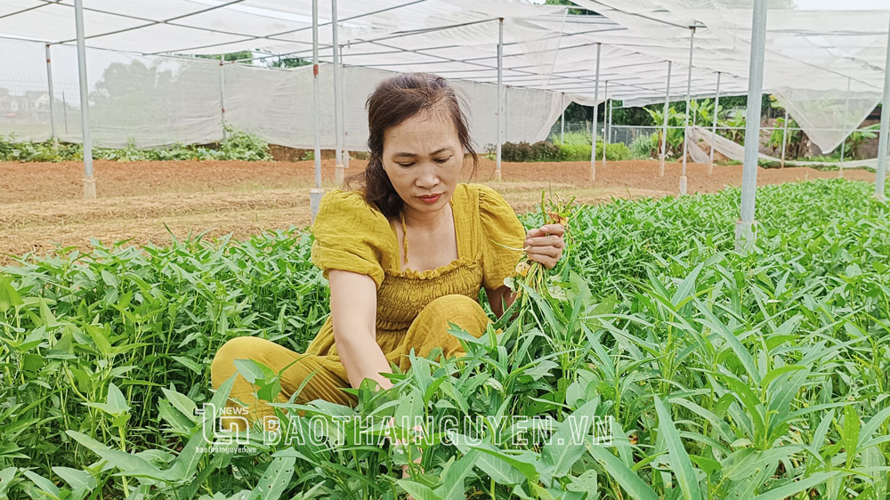 Chị Nguyễn Thị Hiệp, đảng viên là người công giáo sinh hoạt tại Chi bộ xóm Náng là điển hình trong phát triển kinh tế, tham gia các phong trào tại địa phương.