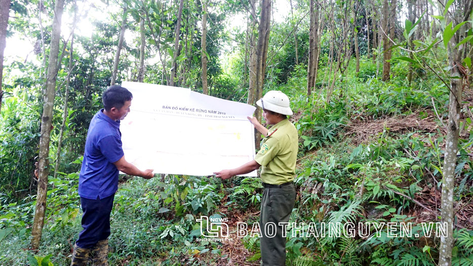 Cán bộ Hạt Kiểm lâm huyện Đồng Hỷ cùng người dân xã Văn Hán kiểm tra diện tích rừng trồng gỗ lớn được cấp chứng chỉ FSC tại xã.