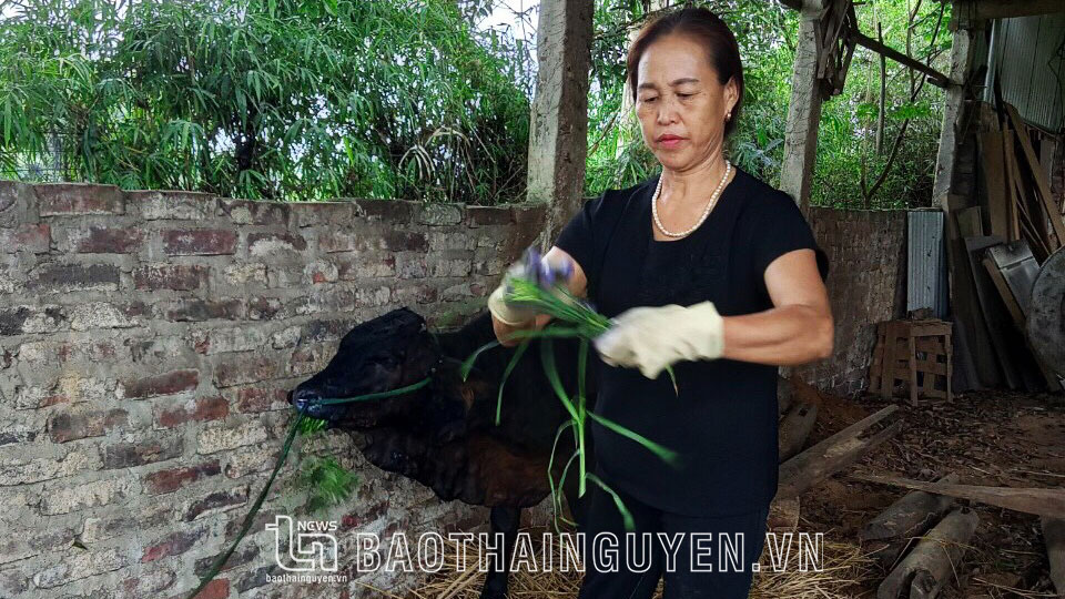 Bà Nguyễn Thị Là (TDP Ga, phường Lương Sơn, TP Sông Công) chăm sóc, cách ly vật nuôi bị bệnh VDNC tại chuồng trại của gia đình