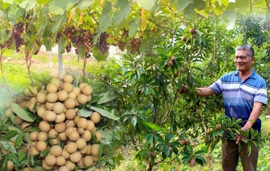 Về vùng quả ngọt Phổ Yên