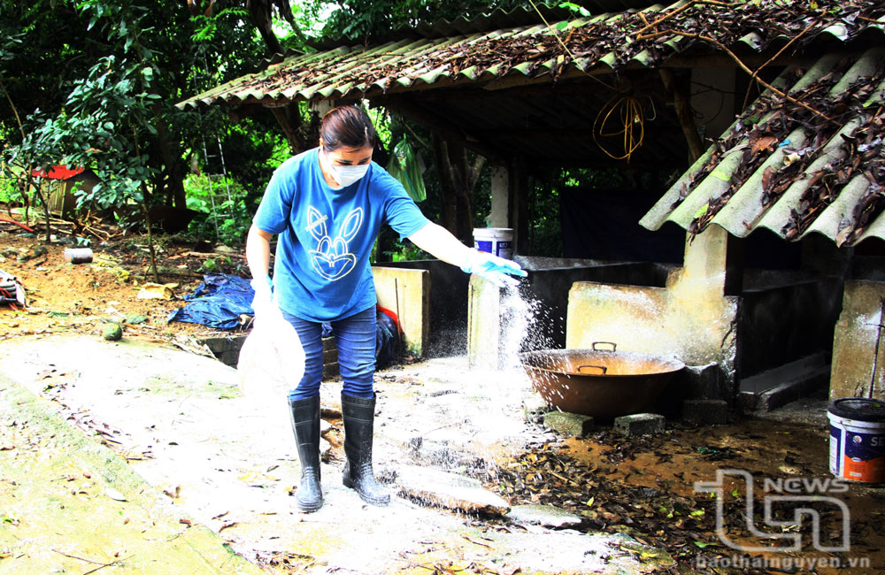 Chị Trịnh Thị Phương (ở xóm Ba Phiêng, xã Dân Tiến, Võ Nhai) rắc vôi bột khử khuẩn khu chuồng nuôi lợn của gia đình.