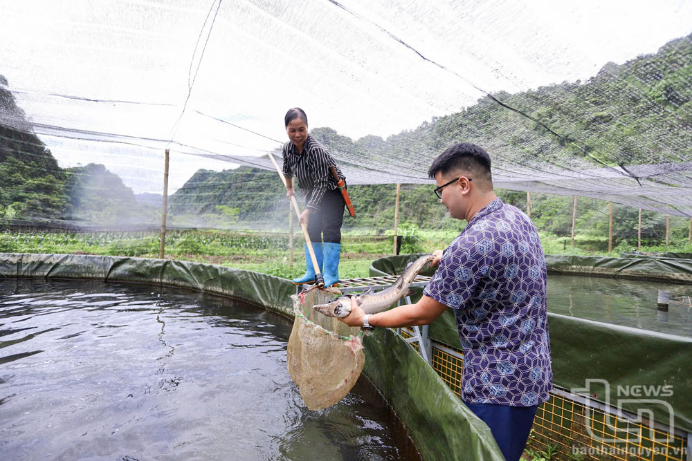 Mô hình nuôi cá tầm thương phẩm tại xã Thần Sa đang phát huy hiệu quả, trở thành một hướng đi mới trong phát triển kinh tế ở vùng đồng bào dân tộc thiểu số.