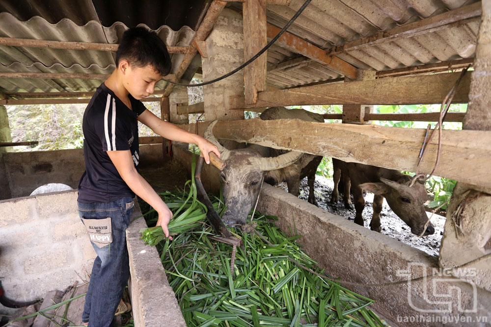 Mô hình nuôi trâu sinh sản tại xóm Khuôn Ngục, xã La Hiên (Võ Nhai) được nhiều hộ tích cực tham gia do phù hợp với điều kiện của địa phương.