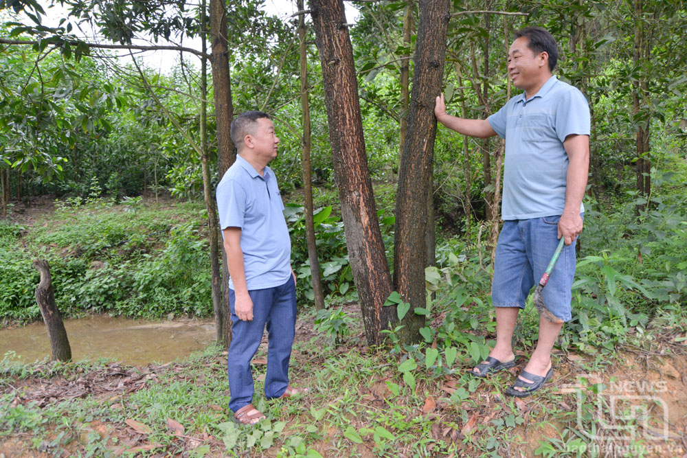 Với 14ha rừng hiện có, sau 6 năm trồng, gia đình ông Hoàng Văn Nhính (đứng bên phải) có thu nhập trung bình gần 100 triệu đồng/ha.