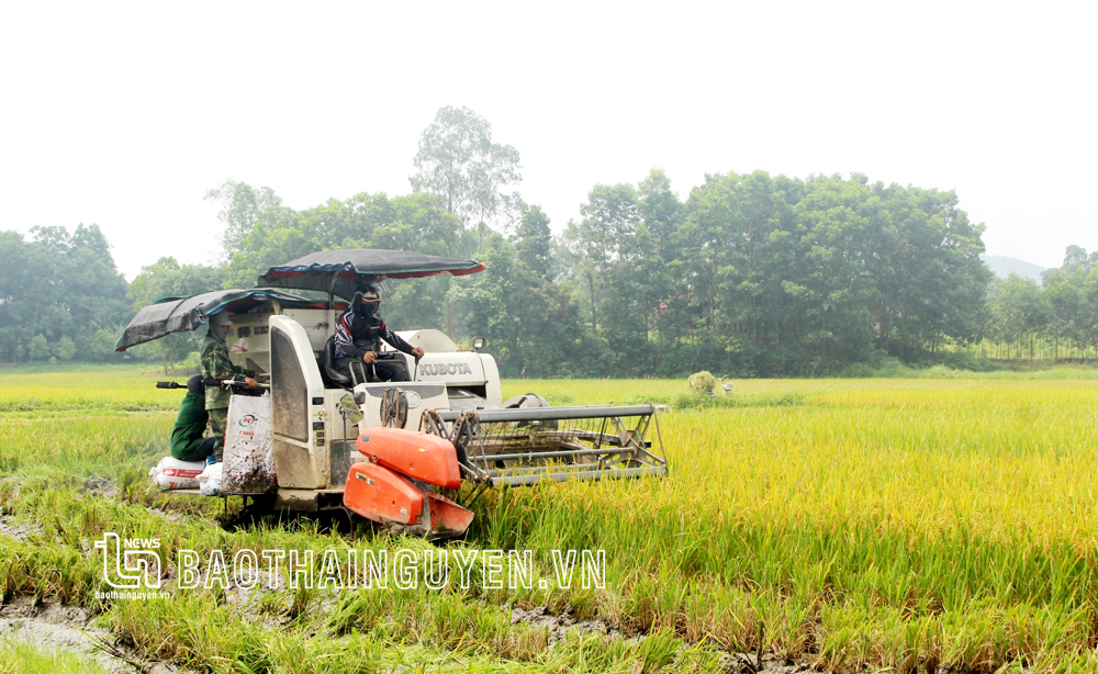 TP. Sông Công: Thành lập 24 tổ hợp tác sản xuất lúa chất lượng cao