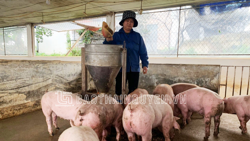 HTX chăn nuôi xanh (phường Lương Sơn) là một trong những HTX nông nghiệp hoạt động đạt hiệu quả cao trên địa bàn TP. Sông Công.