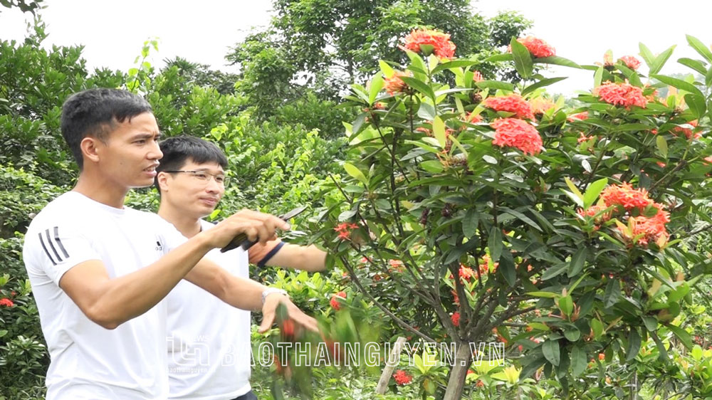 Anh Phạm Văn Thiết, xóm Đầm Giáo, xã Lục Ba cắt tỉa hoa, cây cảnh trong vườn nhà