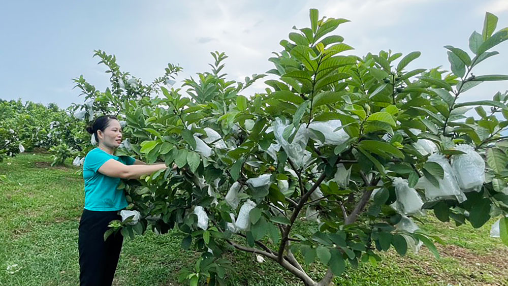 Với sụ hỗ trợ của Hội LHPN TP. Sông Công, chị Nguyễn Thị Đào ở xóm Lý Nhân, xã Bá Xuyên phát triển thành công mô hình trồng ổi cho thu nhập khá