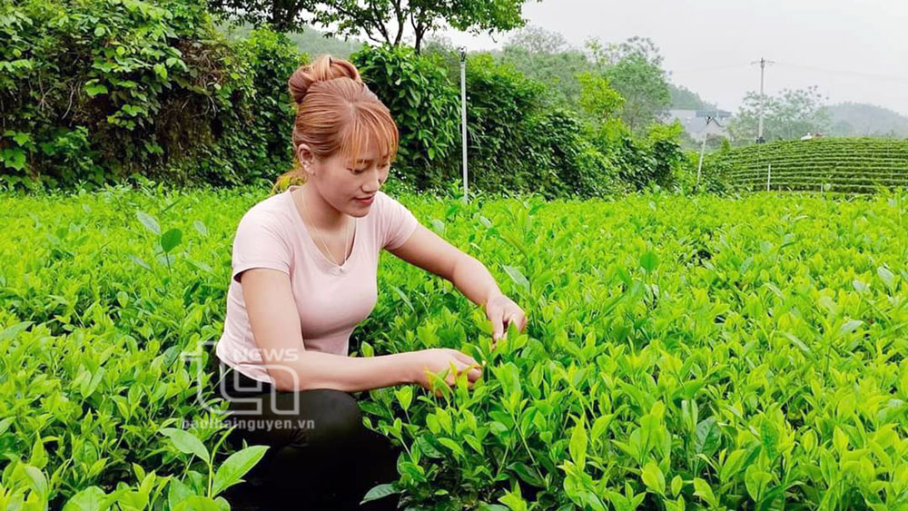 Mô hình trồng chè cành theo hướng VietGAP của gia đình chị Hầu Thị Vui, xóm Tân Thịnh, xã Văn Lăng cho thu nhập trên 100 triệu đồng/năm được nhân rộng trong Hội Phụ nữ địa phương